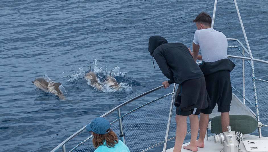 Admiration des dauphins en pleine mer