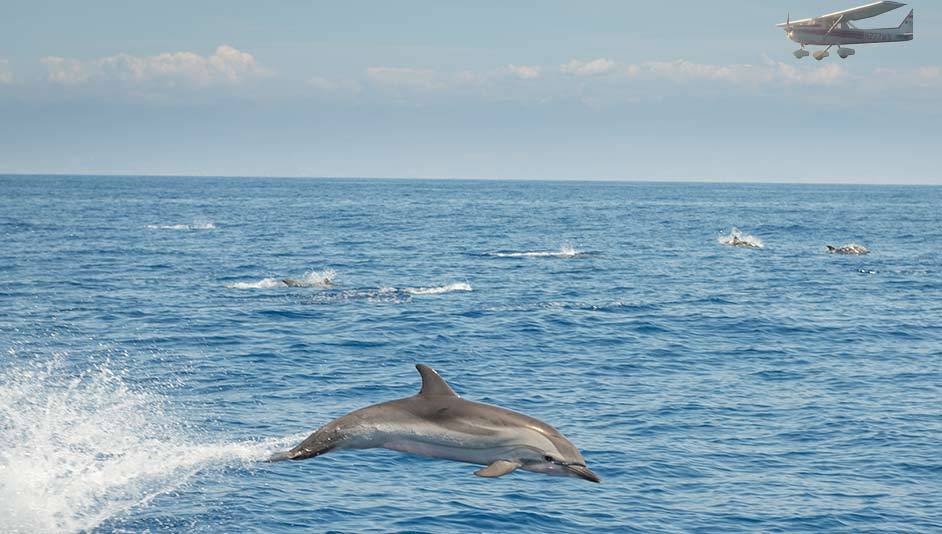 Repérage aérien pour observer les dauphins en mer